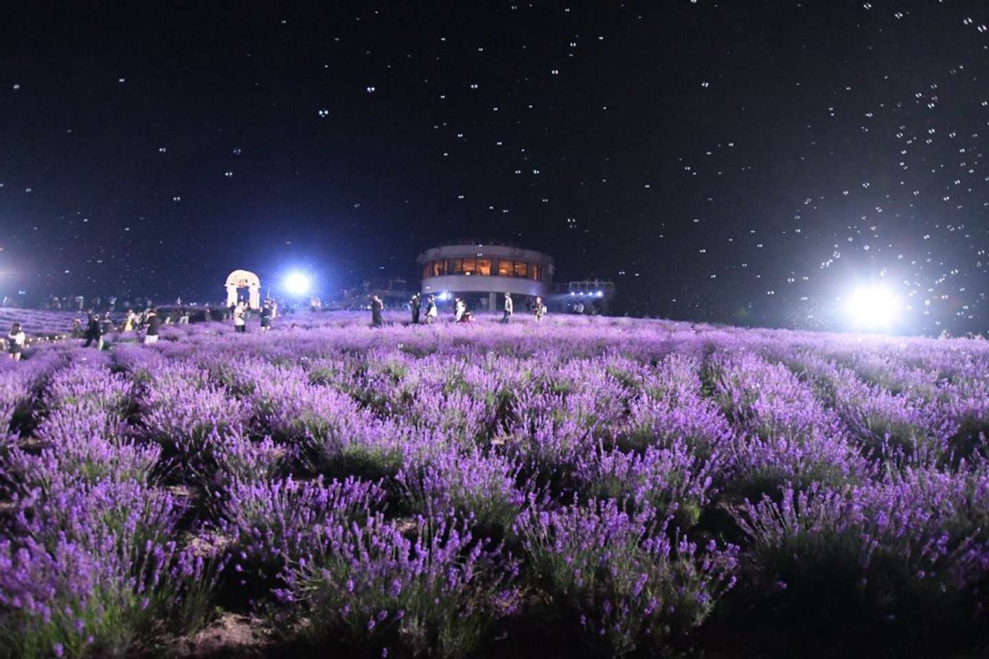 ラベンダーフェスタ2024の様子（かみふらの十勝岳観光協会の公式Xアカウント（＠kamifurano）の投稿より）