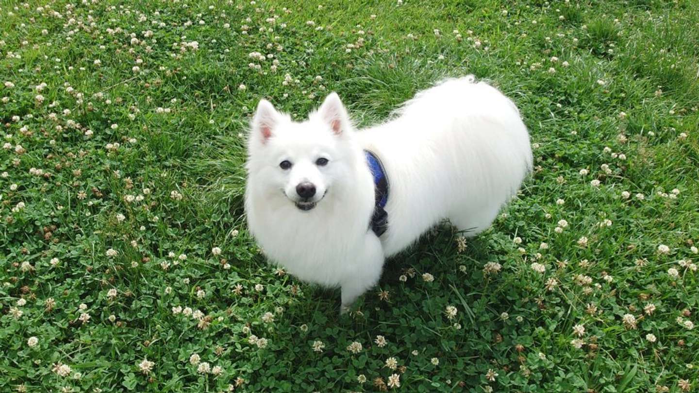 日本スピッツの楽さん（画像はくーさんママ＠kukuri_shibainuさんの投稿より）