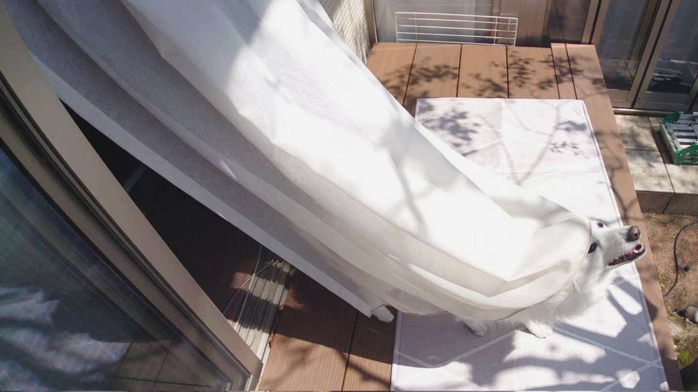 カーテンをくぐれてご満悦（画像はくーさんママ＠kukuri_shibainuさんの投稿より）