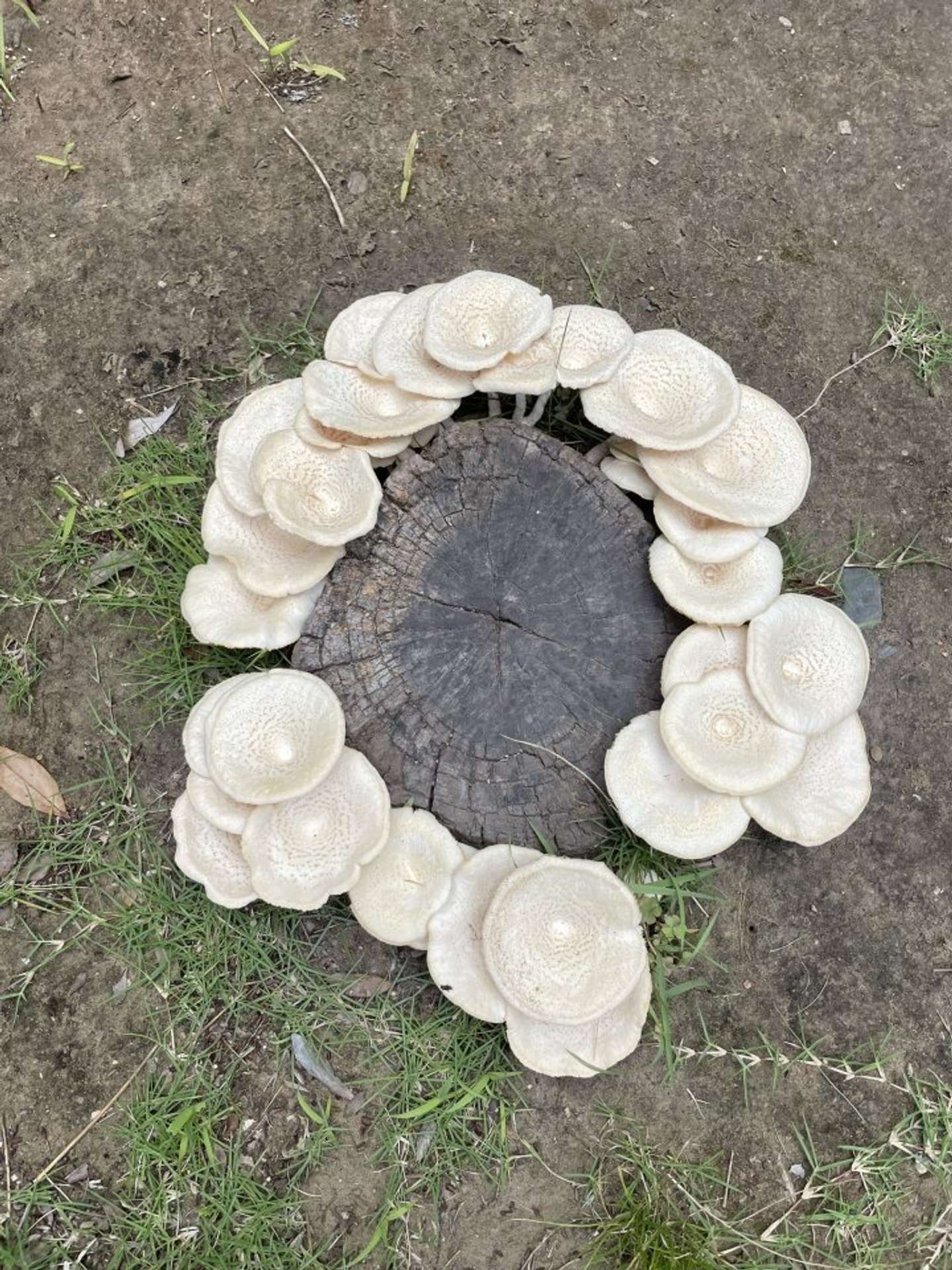 9日朝の様子（画像はほそいあや＠hosoiさんの投稿より）