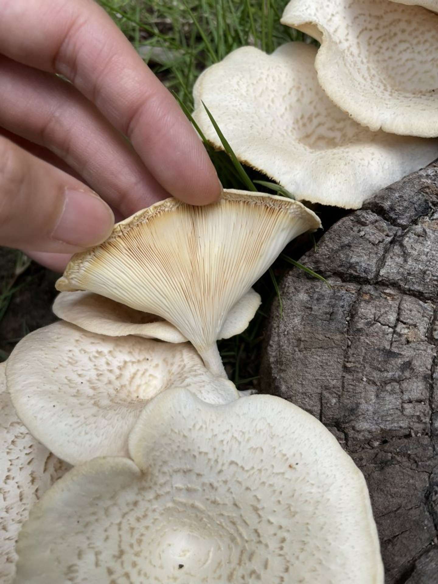 カサも立派だ（画像はほそいあや＠hosoiさんの投稿より）