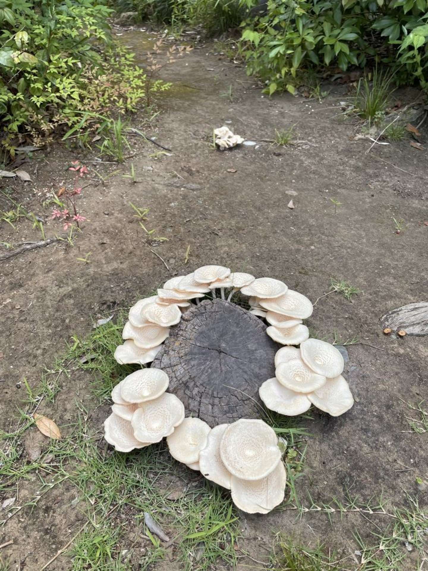 ミャクミャク...？（画像はほそいあや＠hosoiさんの投稿より）