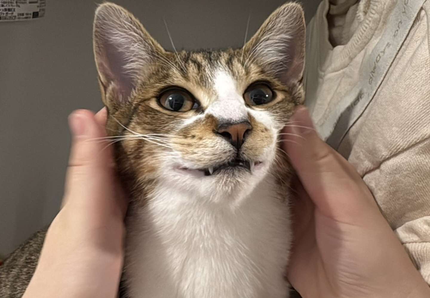 何事にも動じないからあげさん（画像は＠matsutake_catさんの投稿より）