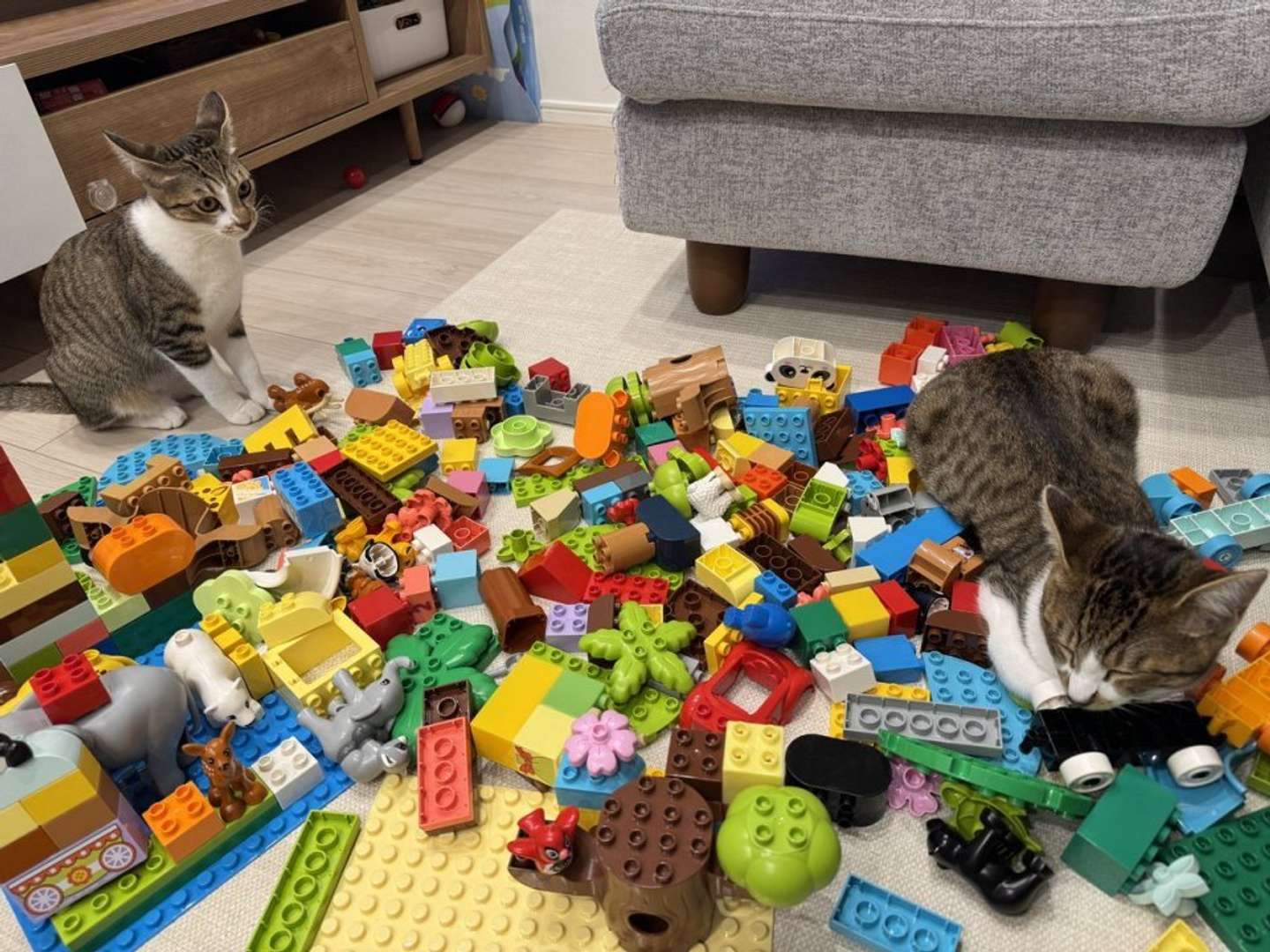 ブロック上で寝るからあげさんを見てドン引きするきょうだい猫の「ねぎとろ」さん（画像は＠matsutake_catさんの投稿より）