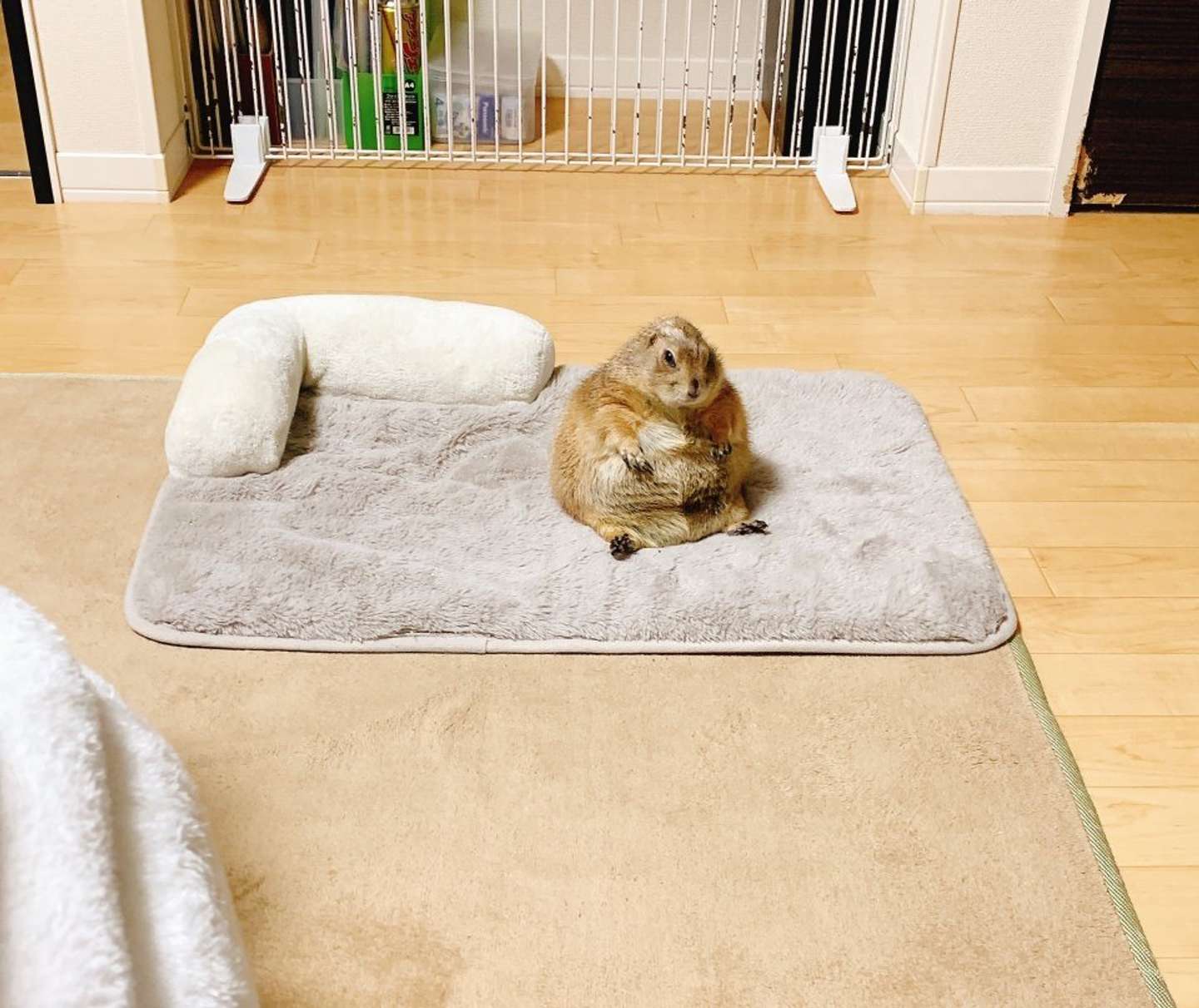 まるくてふわふわ（画像はこゆき（＠koyuki_2019）さん提供）