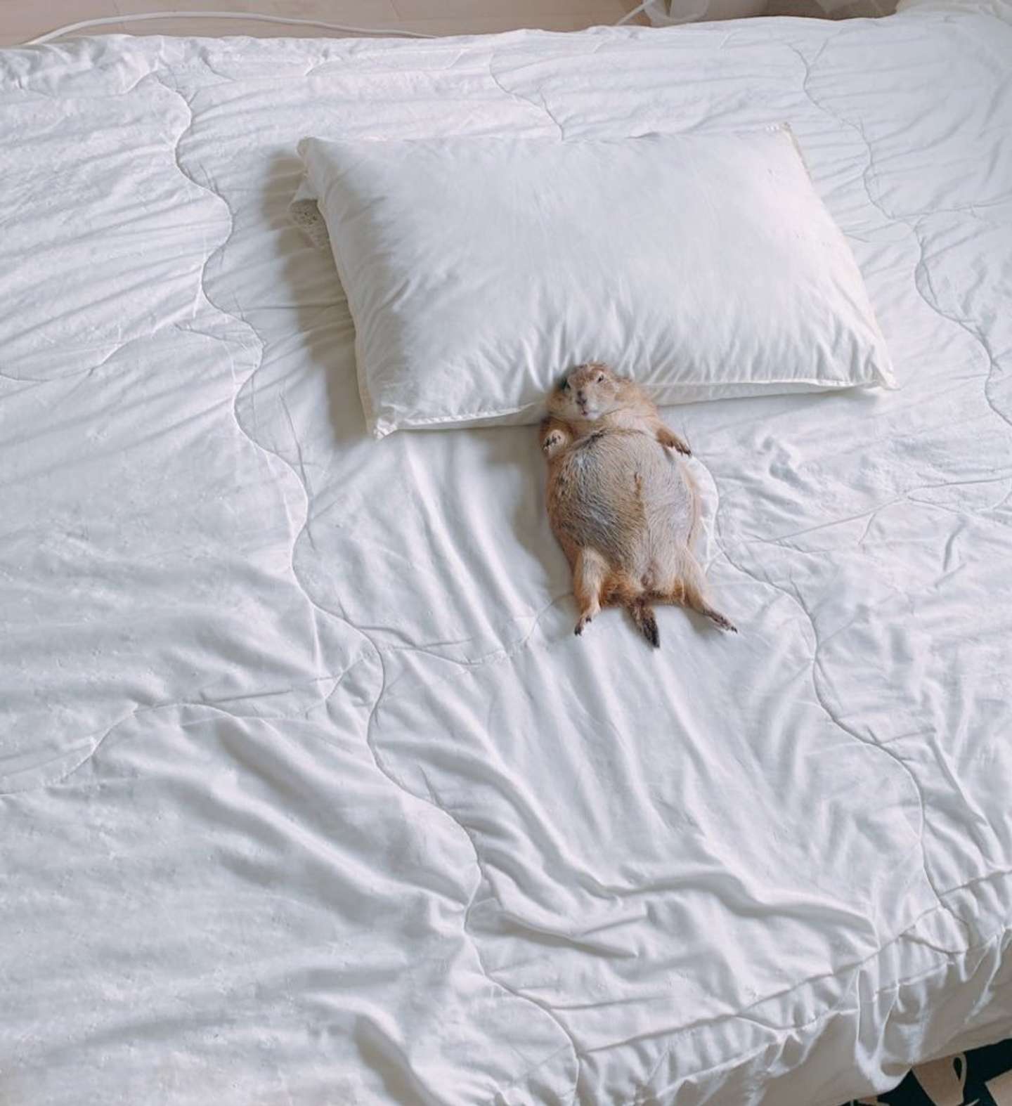 お気に入り（画像はこゆき（＠koyuki_2019）さん提供）