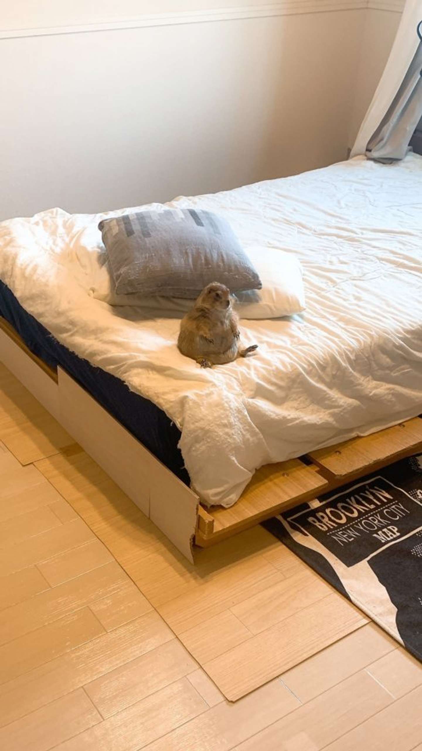 ベッドに座ってることもある（画像はこゆき（＠koyuki_2019）さん提供）