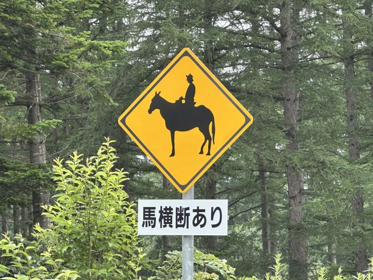 「コデラゴ=サン」（＠koderago）さんの投稿より