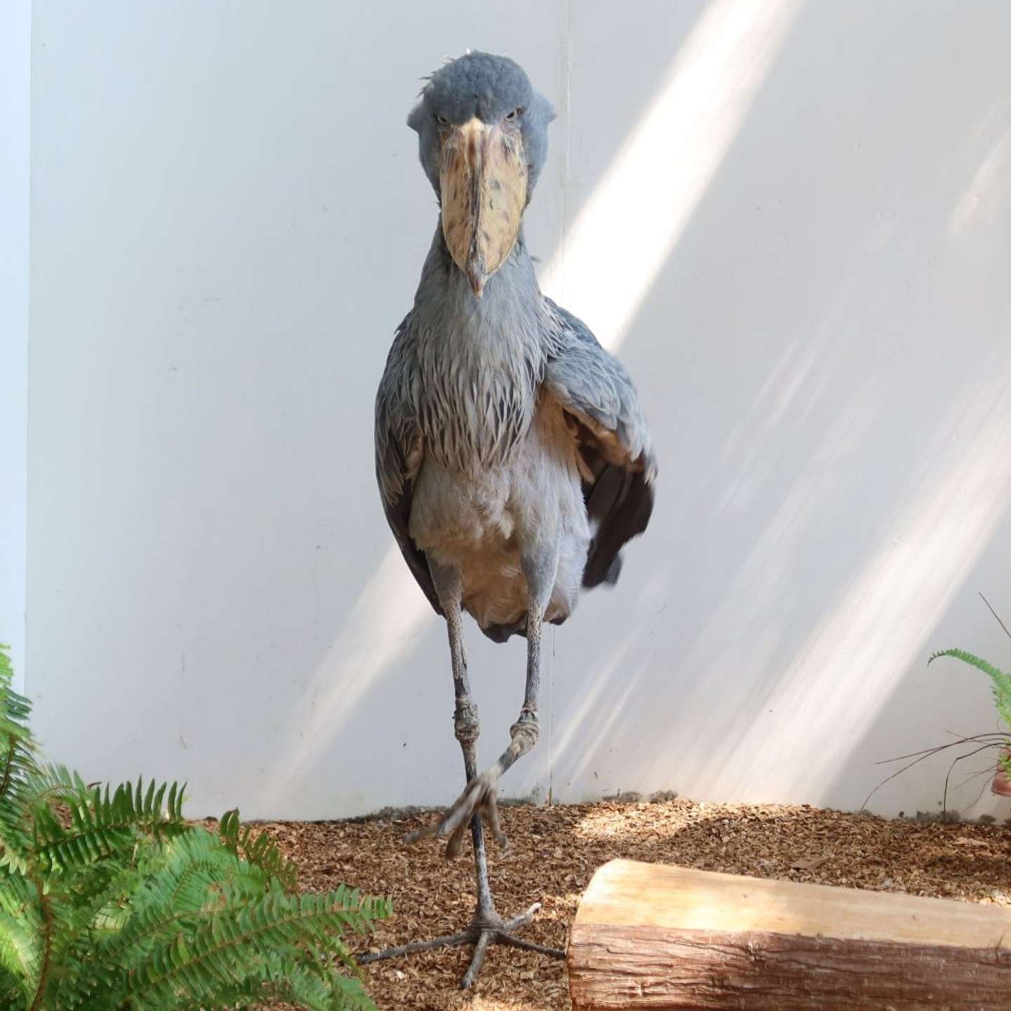 あまりにもイケメン（画像は松江フォーゲルパーク公式Xアカウントの投稿より）