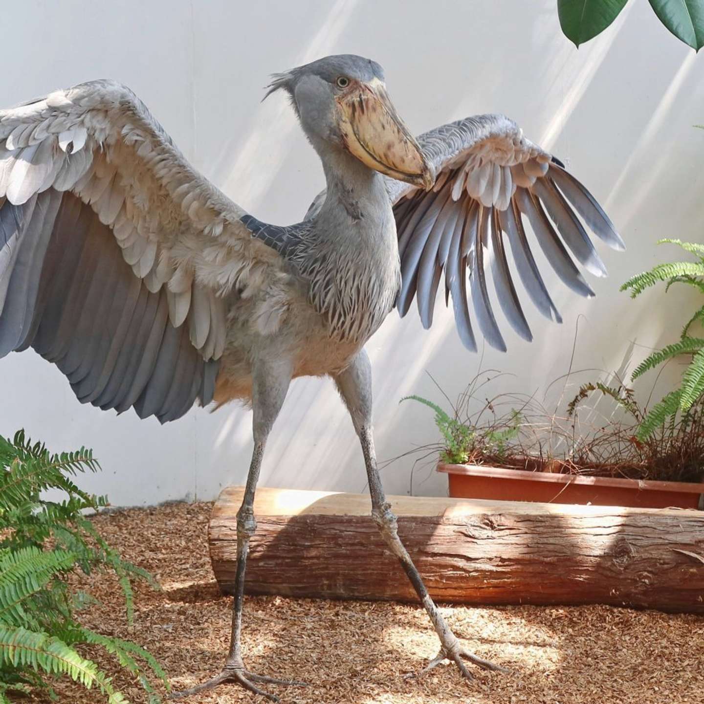 バサッ（画像は松江フォーゲルパーク公式Xアカウントの投稿より）