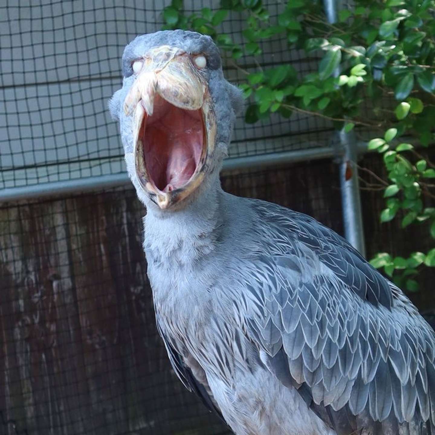 あくび中でした(画像は松江フォーゲルパーク公式Xアカウントの投稿より)