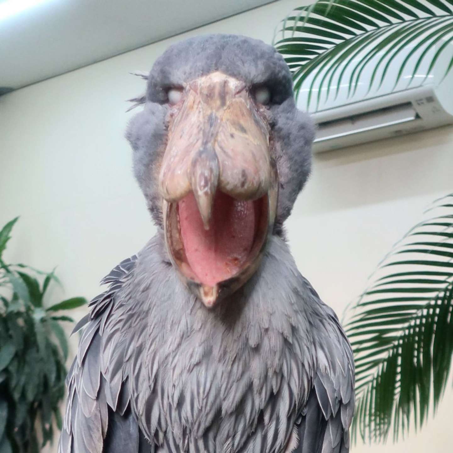 ガーン（画像は松江フォーゲルパーク公式Xアカウントの投稿より）