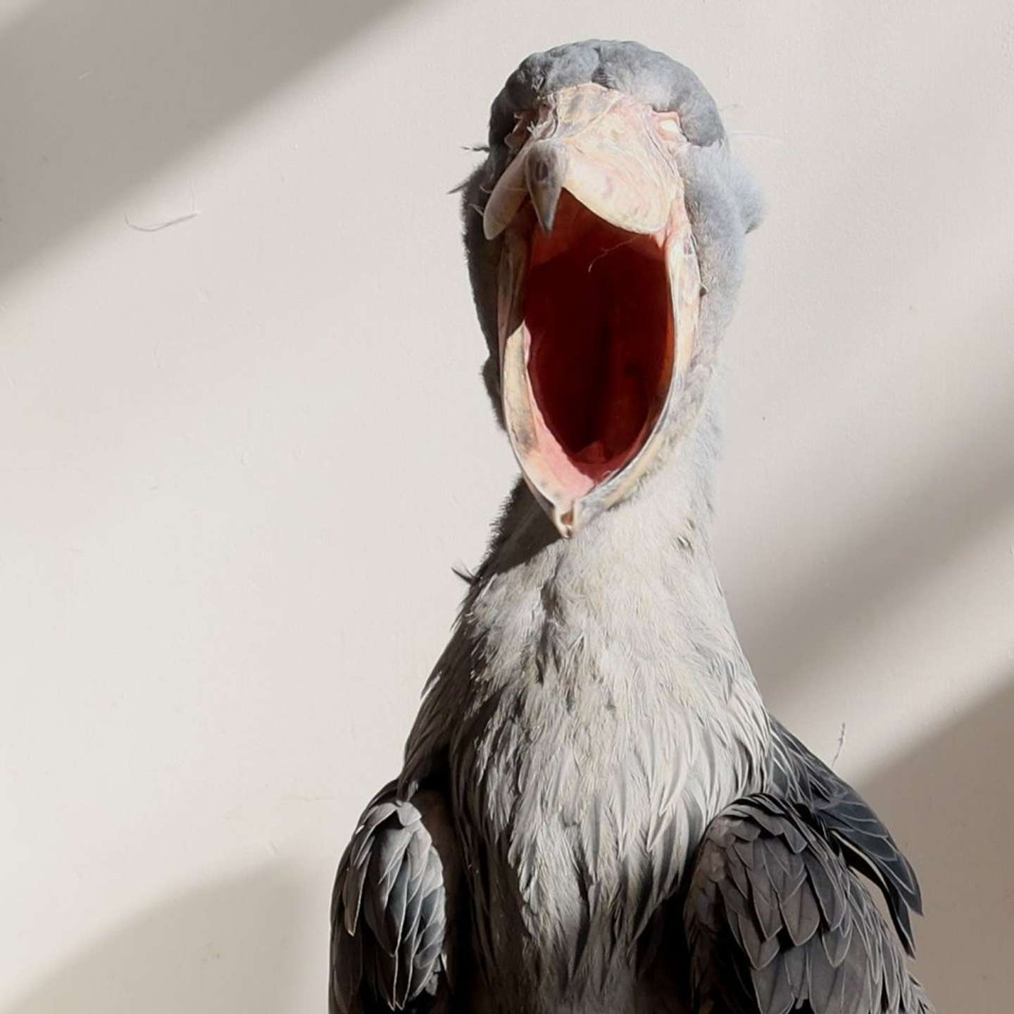 ガーン！（画像は松江フォーゲルパーク公式Xアカウントの投稿より）