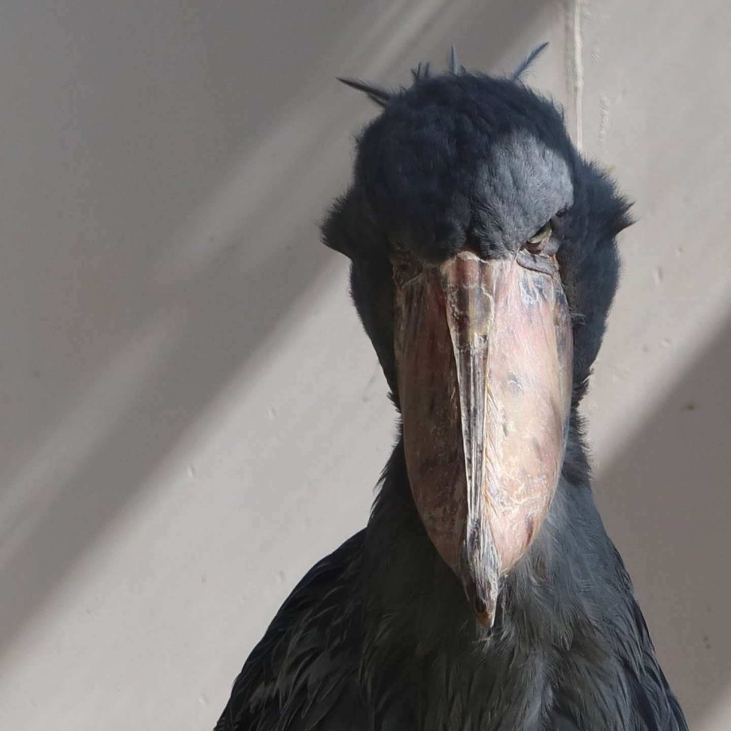 ハシビロコウのフドウさん（画像は松江フォーゲルパーク公式Xアカウントの投稿より）