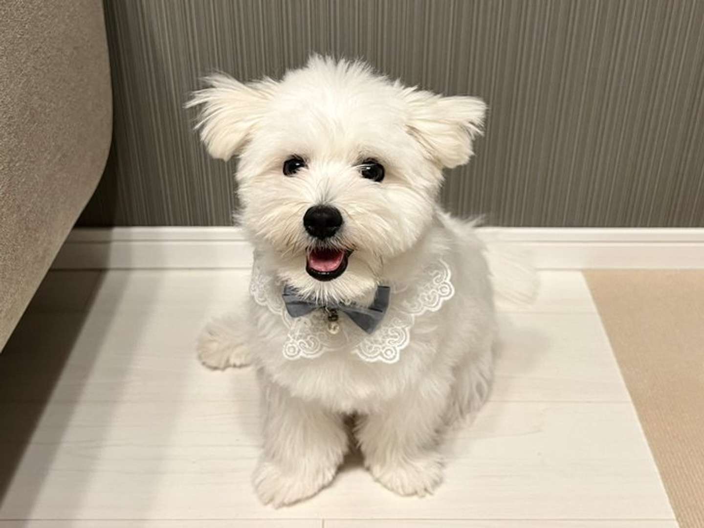 元気まんたん！（画像提供：きなり（＠_kinarinari）さん）