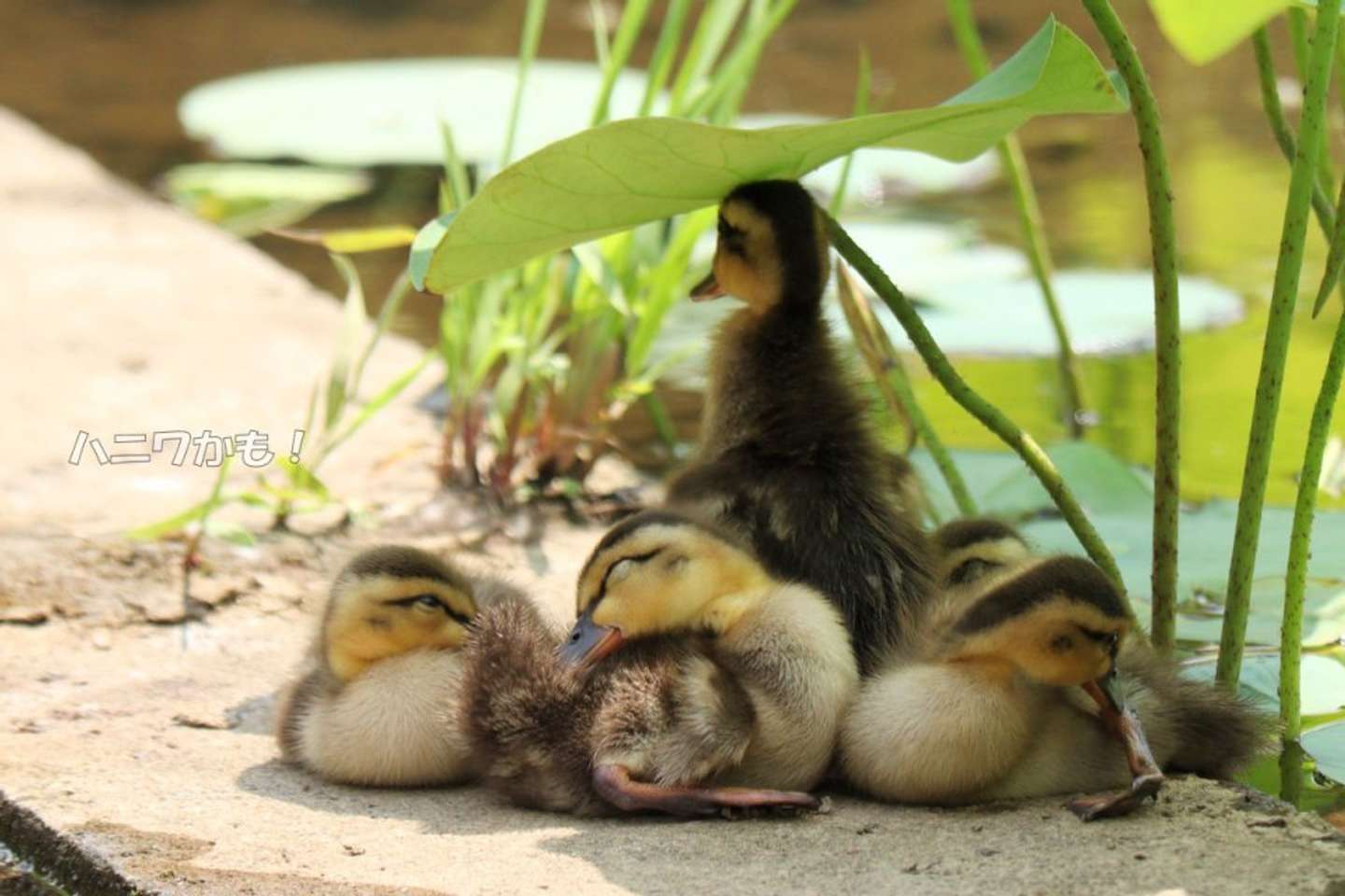 何か見えた？（「ハニワかも！」（＠haniwanyanko）さんの投稿より）