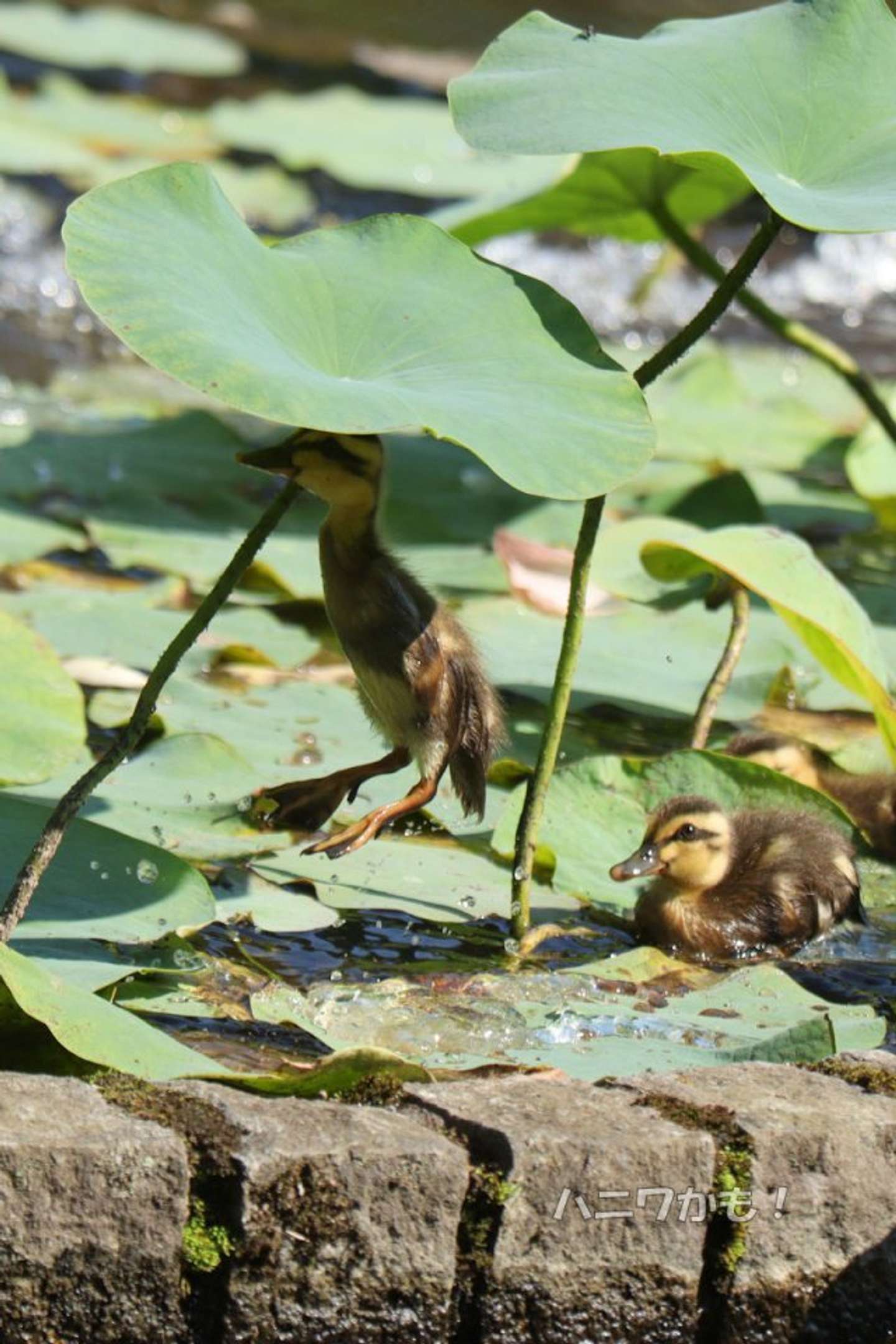 ジャーンプ！（「ハニワかも！」（＠haniwanyanko）さんの投稿より）