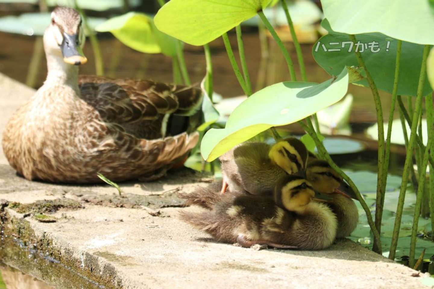 影がちいさいと、たいへん！（「ハニワかも！」（＠haniwanyanko）さんの投稿より）