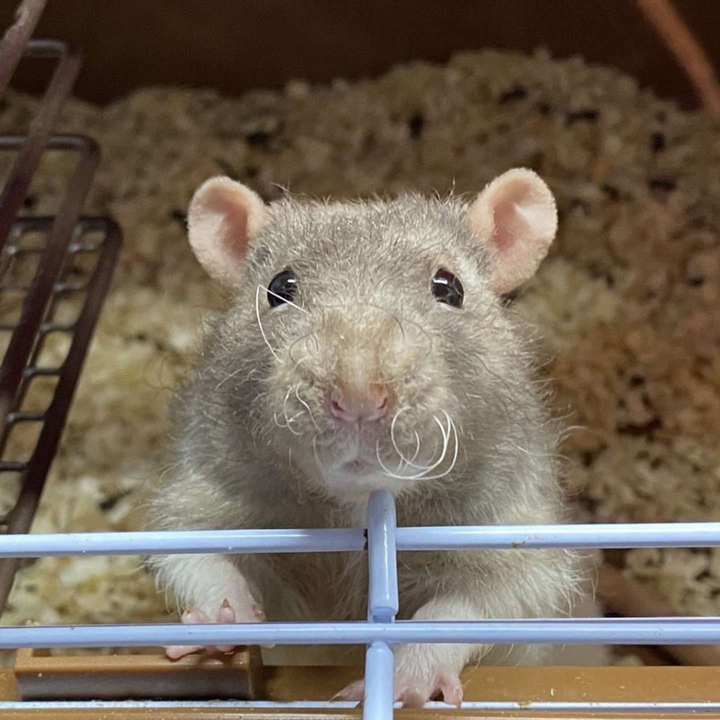 おヒゲが立派なだりさん（画像提供：おでんさん）