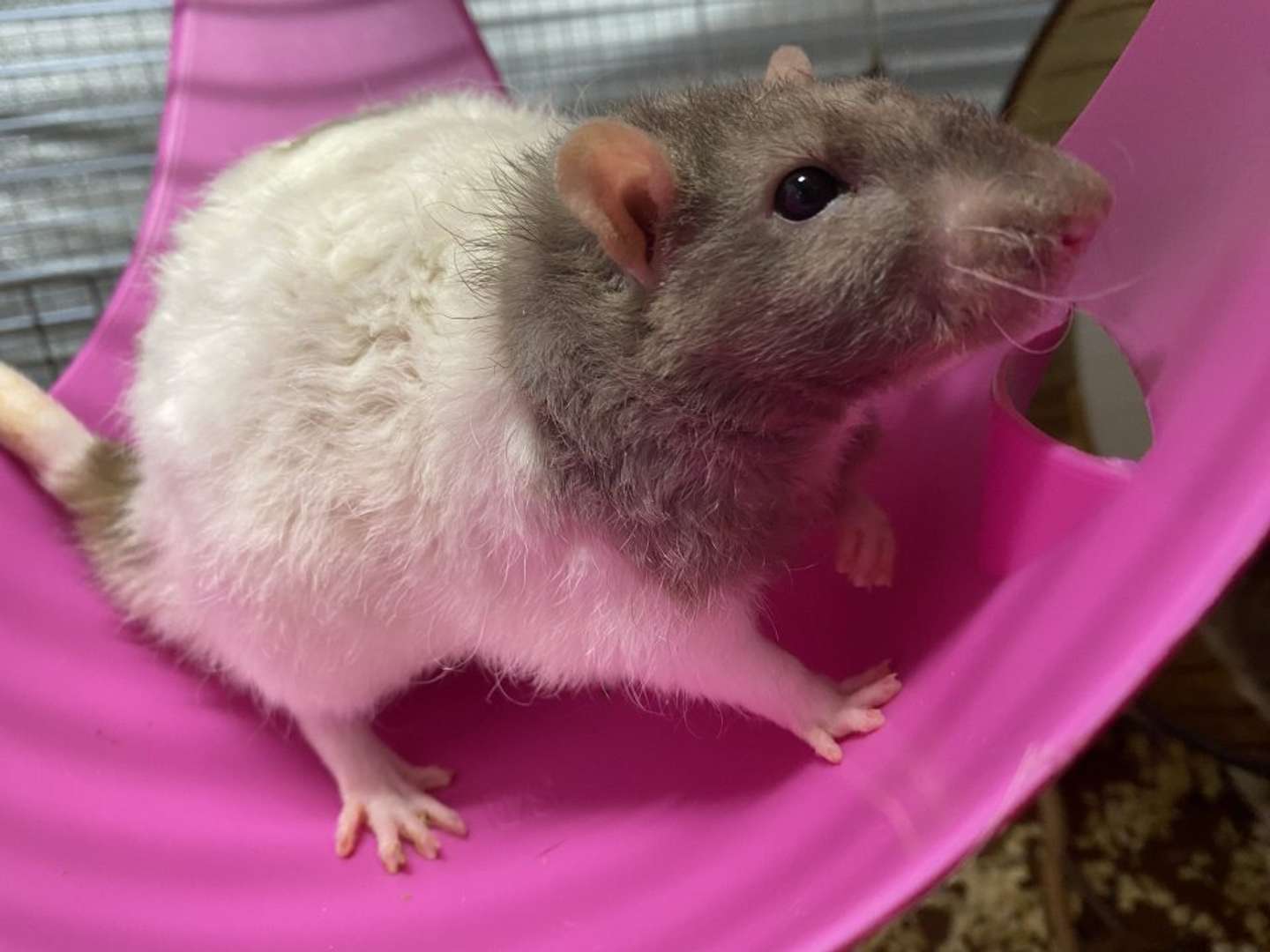 ヒゲがカールするのはだりさんだけ（画像提供：おでんさん）