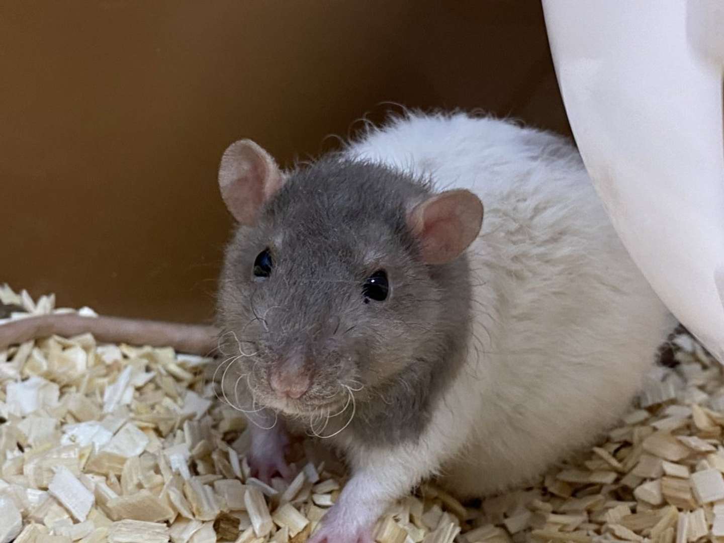 ヒゲの形は日々まちまち（画像提供：おでんさん）