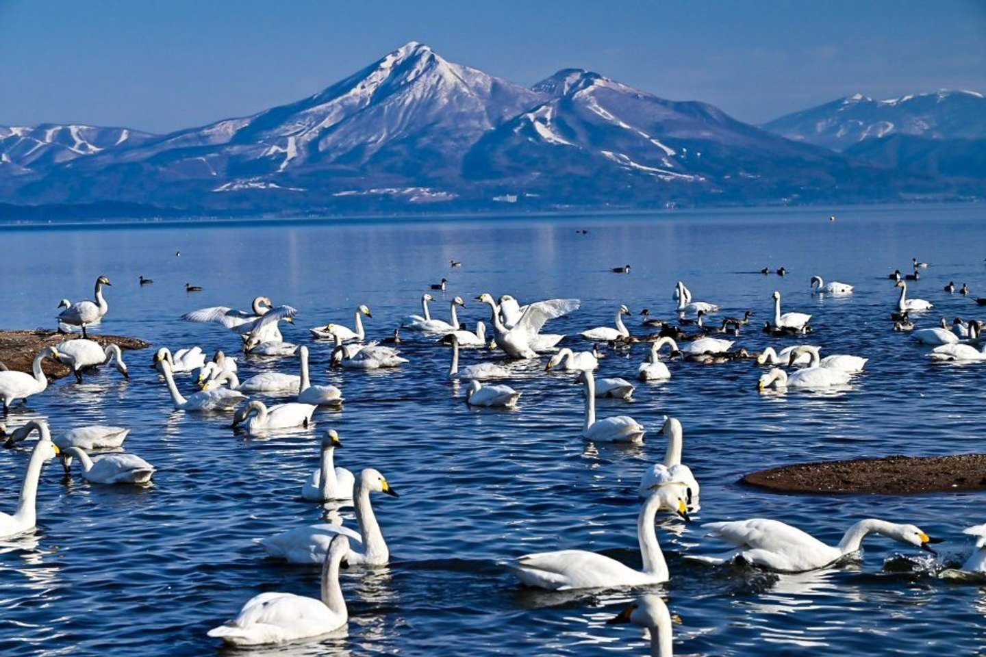 冬には白鳥が飛来する猪苗代湖（自由人KANA（＠ybr1252014）さんの投稿より）