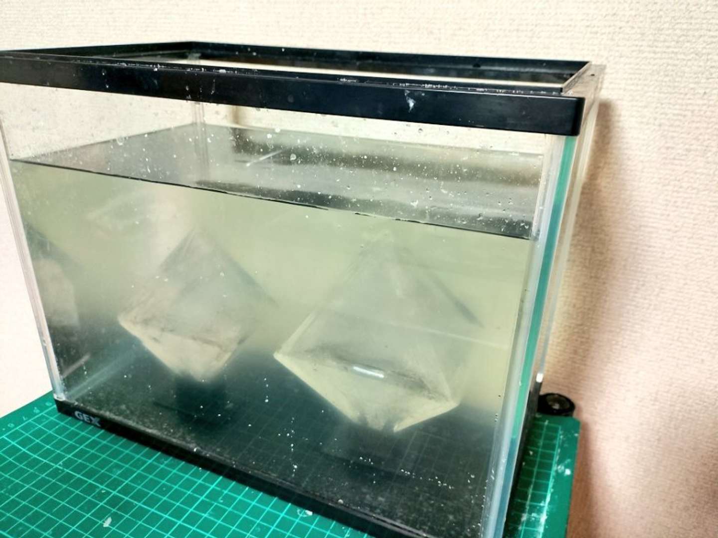 水槽の中に...（画像はこいるガン＠coilgun_9さんの投稿より）