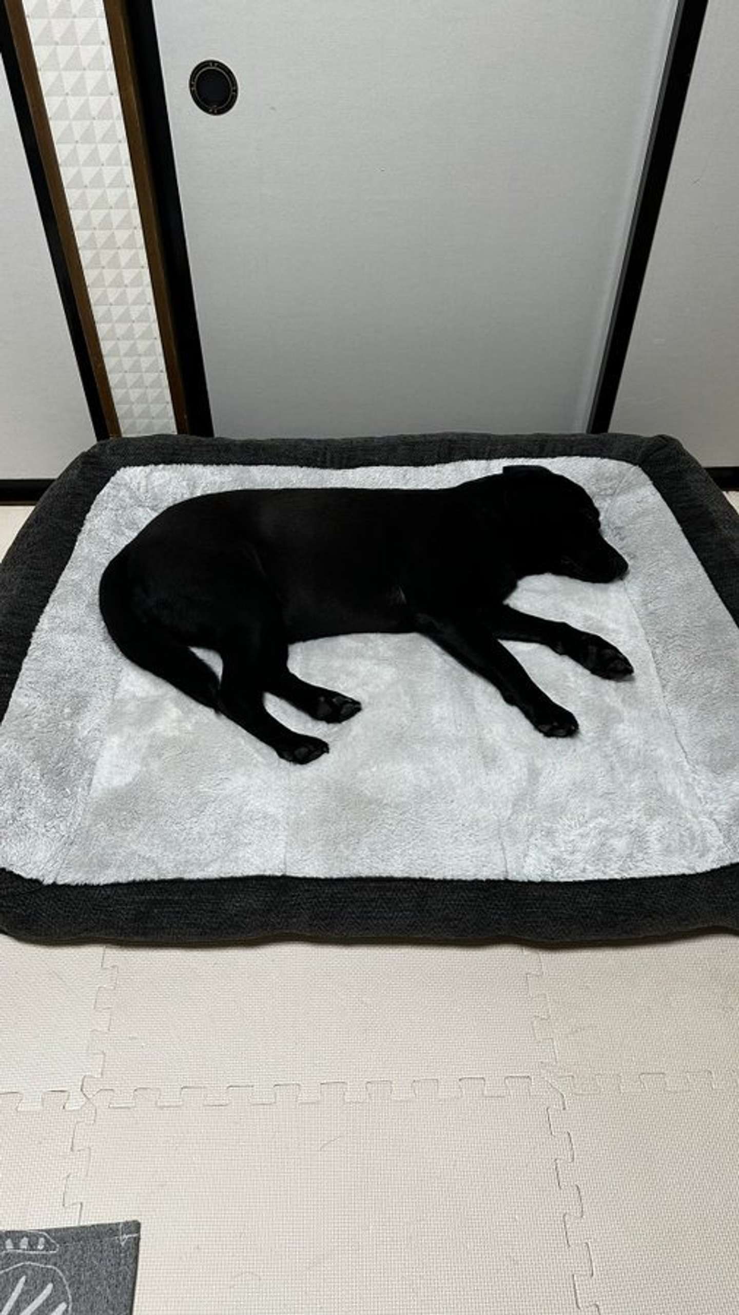 画像提供：＠umekochanyoさん