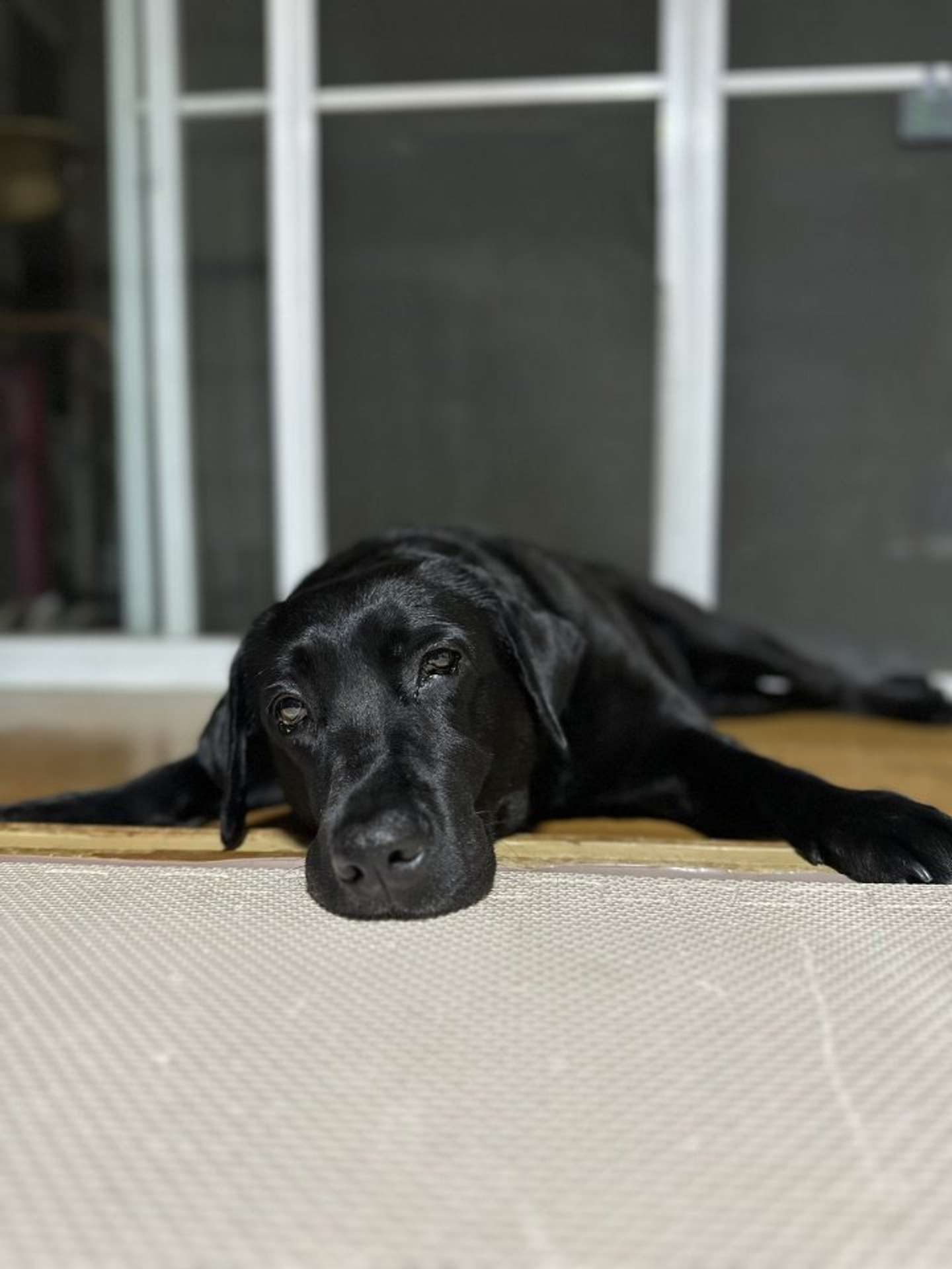 画像提供：＠umekochanyoさん