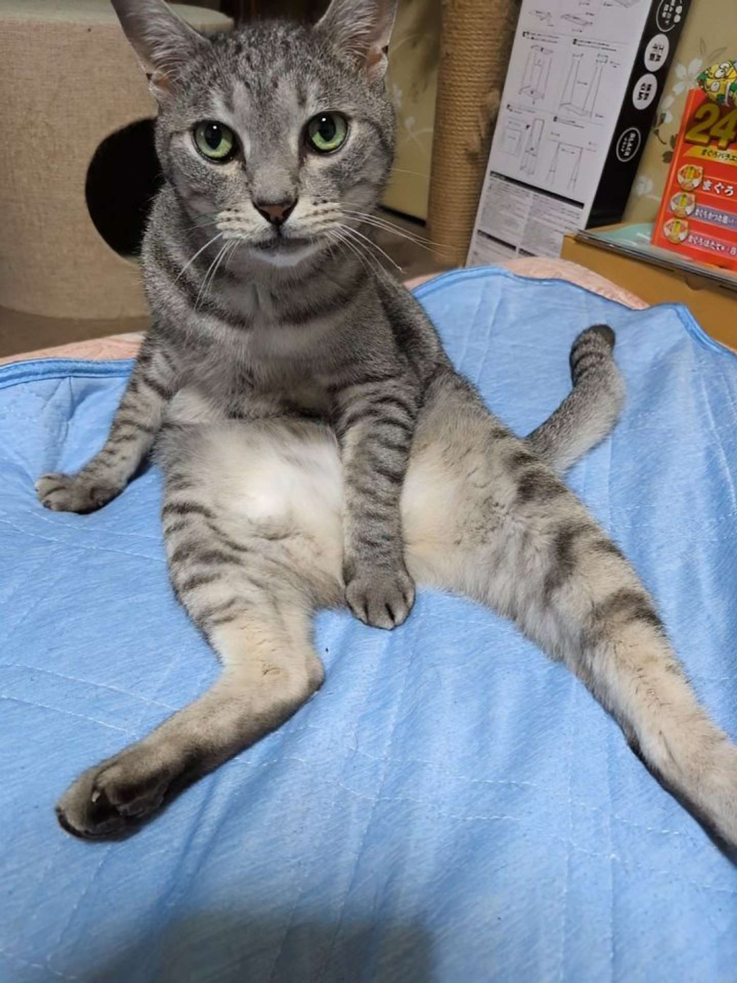 同居猫のひゅうちゃんと画像提供：ふみ（＠xAzwizeAQXhHvPi）さん