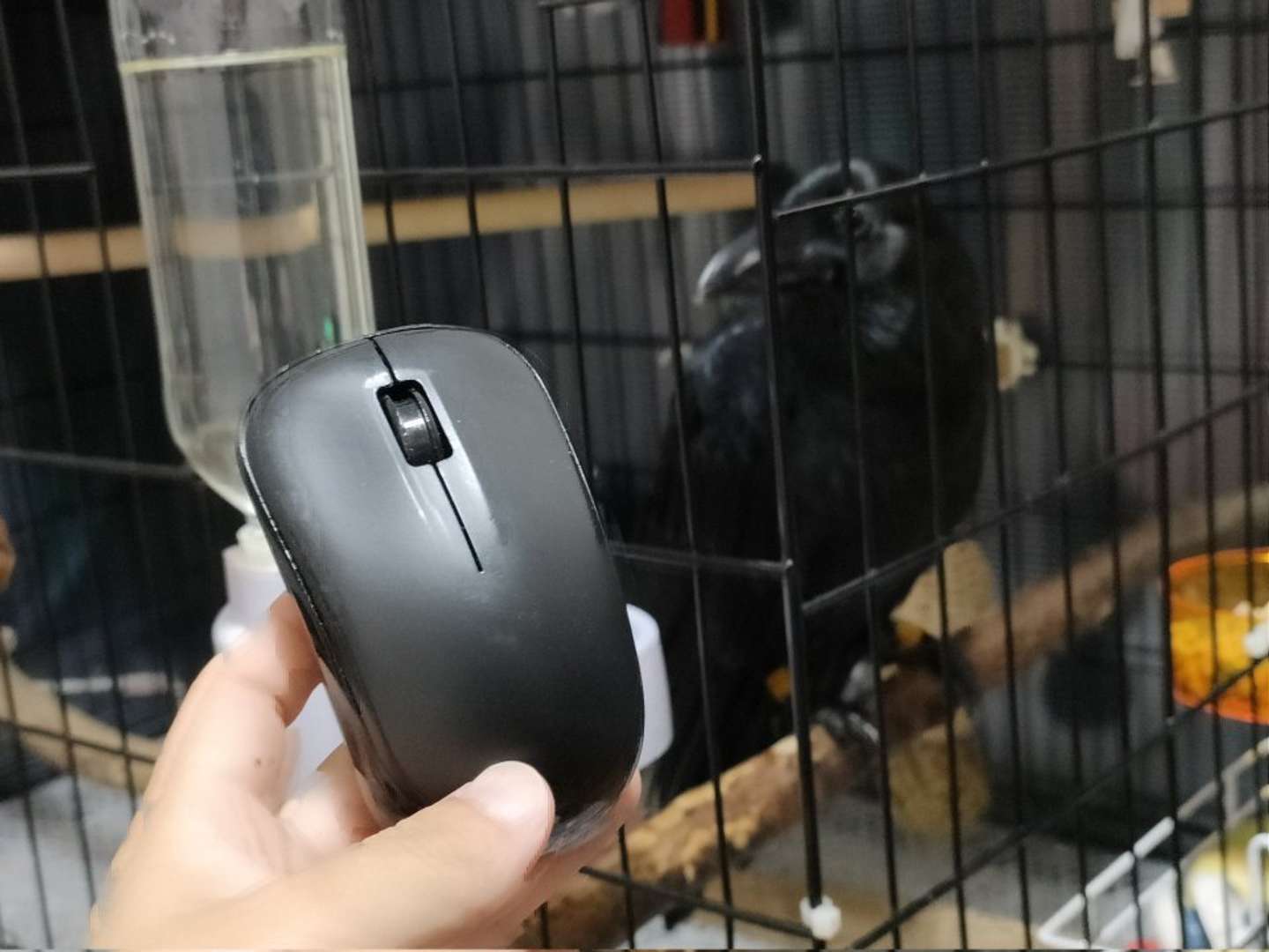 ナミさん用のマウス（画像は霙色＠____MizoReさんの投稿より）