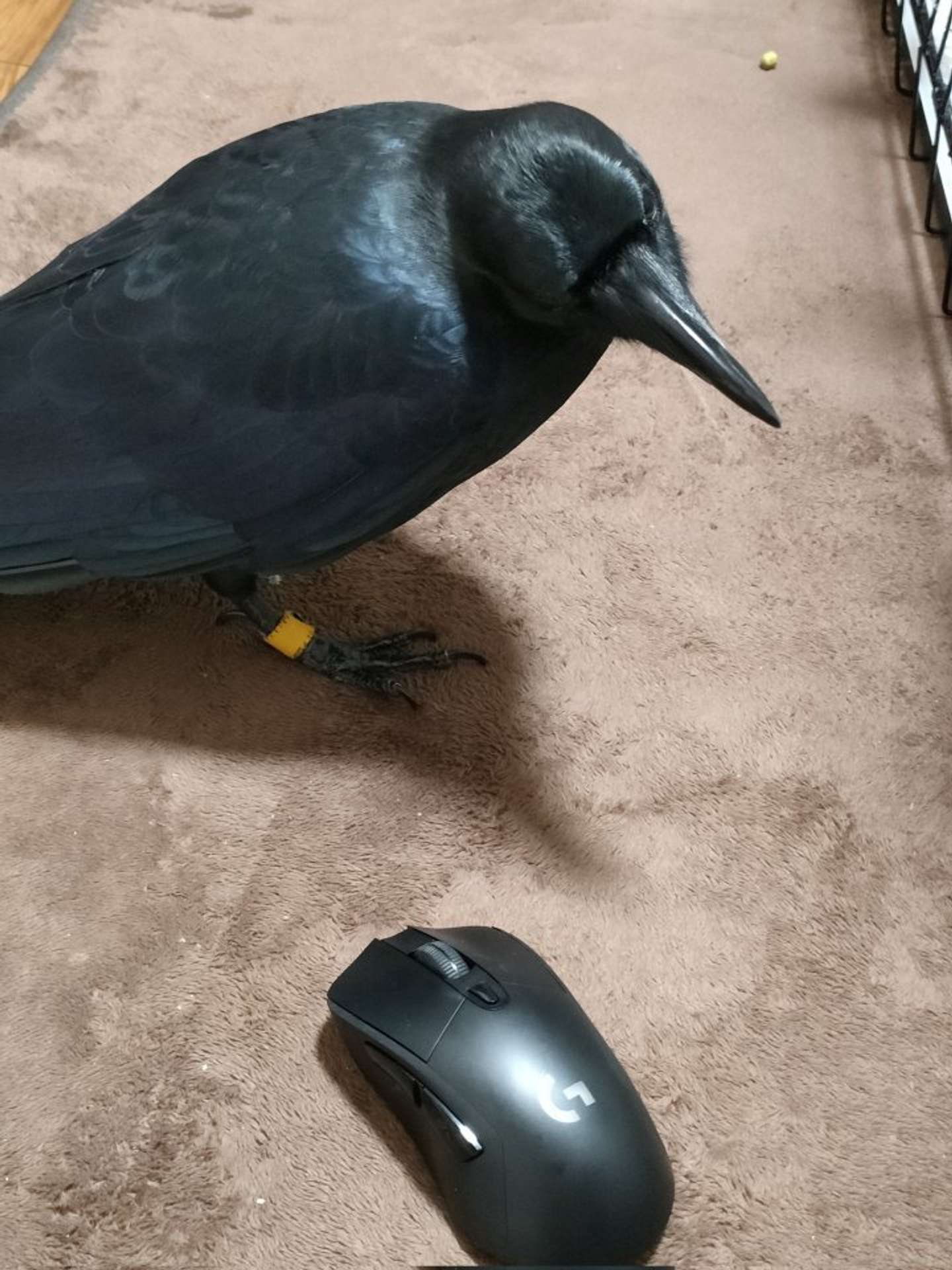 我慢、我慢......（画像は霙色＠____MizoReさんの投稿より）