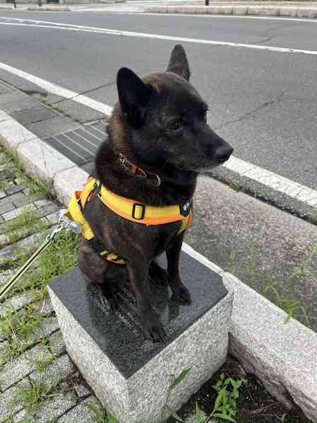 世界一カッコイイ〝お散歩拒否〟激写される　凛々しい姿に9000人喝采「お利口さん」「銅像にしか見えない」