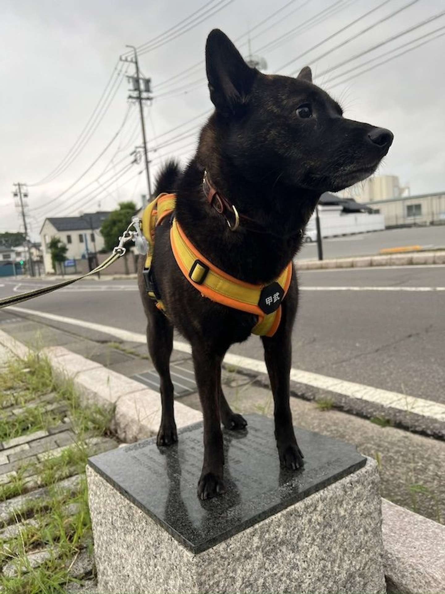 ＠osara3osara3さんの投稿より