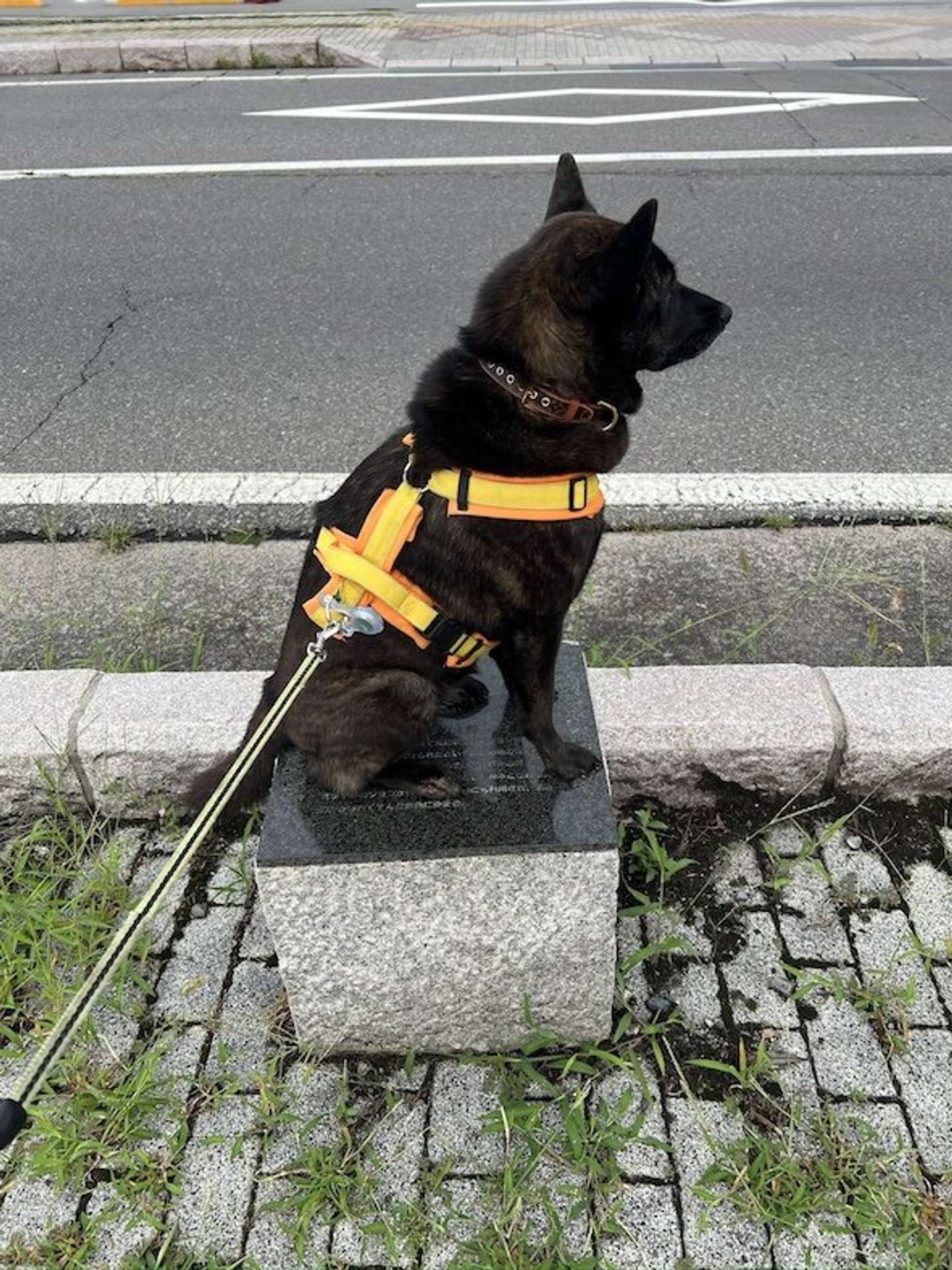 ＠osara3osara3さんの投稿より