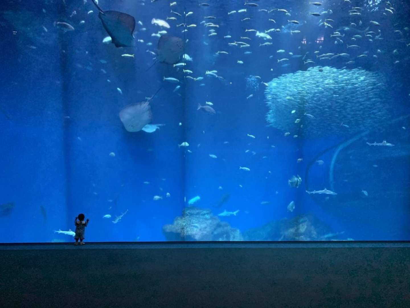 海の世界をひとりじめ（はなさん（＠flower_6020）の投稿より、再掲）