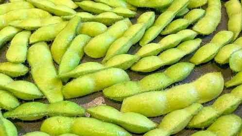 農家直伝!枝豆の〝新しい楽しみ方〟に4.8万人感激 「無限に食べちゃう」「今まで見た枝豆で1番美味しそう」