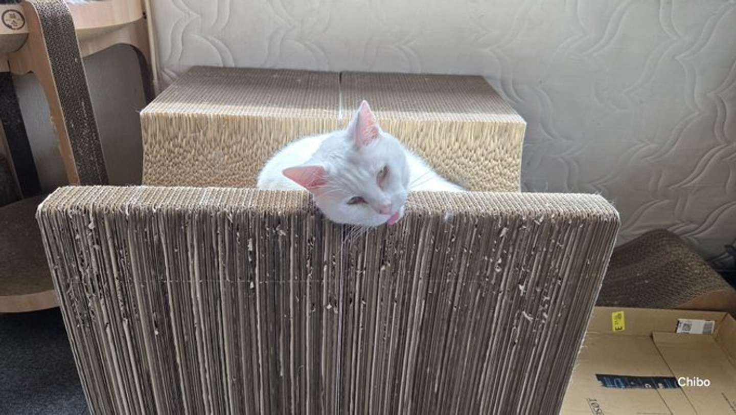 これが......？（画像はちったん＠NYANMARUKEさんの投稿より）