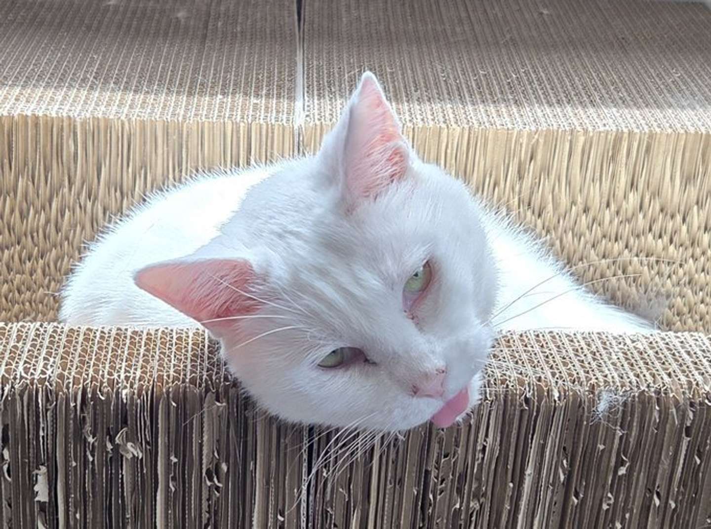 「撫でて～」（画像はちったん＠NYANMARUKEさんの投稿より）