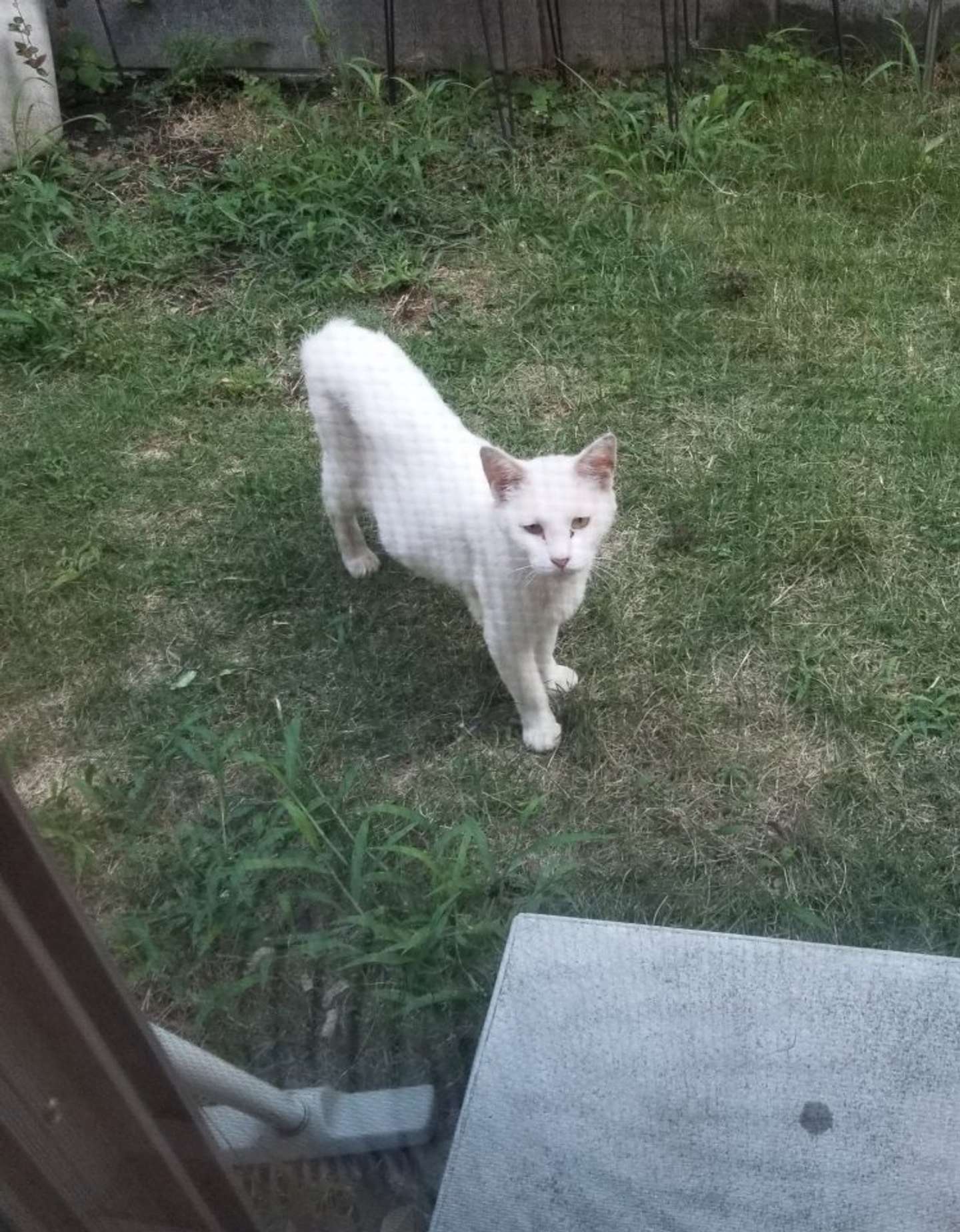 野良猫時代のおもちさん（画像はちったん＠NYANMARUKEさんの投稿より）