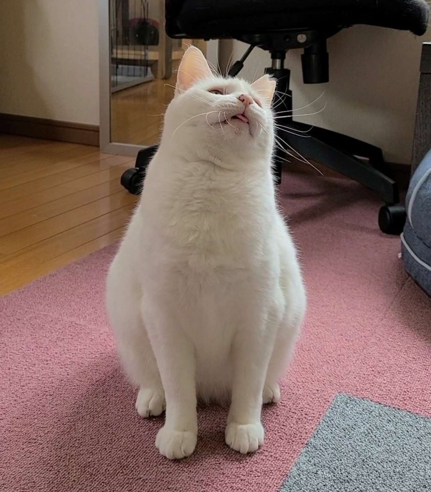 お家に迎え入れられたおもちさん（画像はちったん＠NYANMARUKEさんの投稿より）
