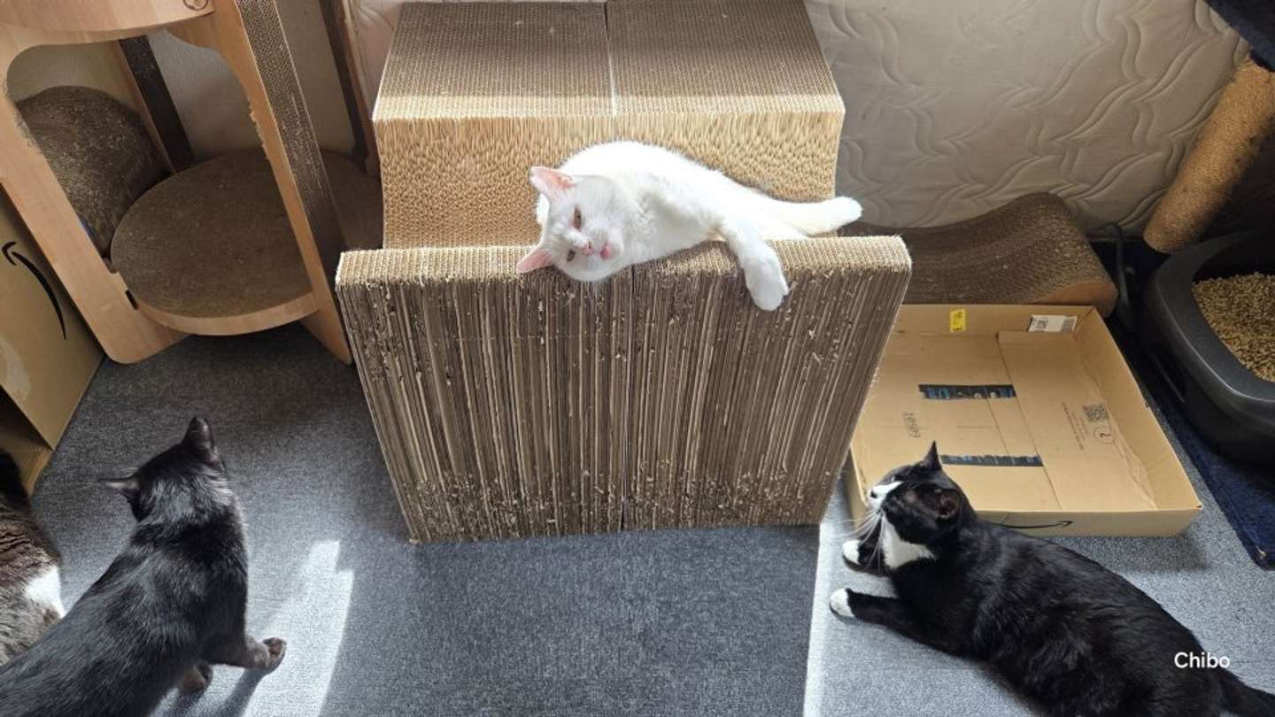 画像はちったん＠NYANMARUKEさんの投稿より