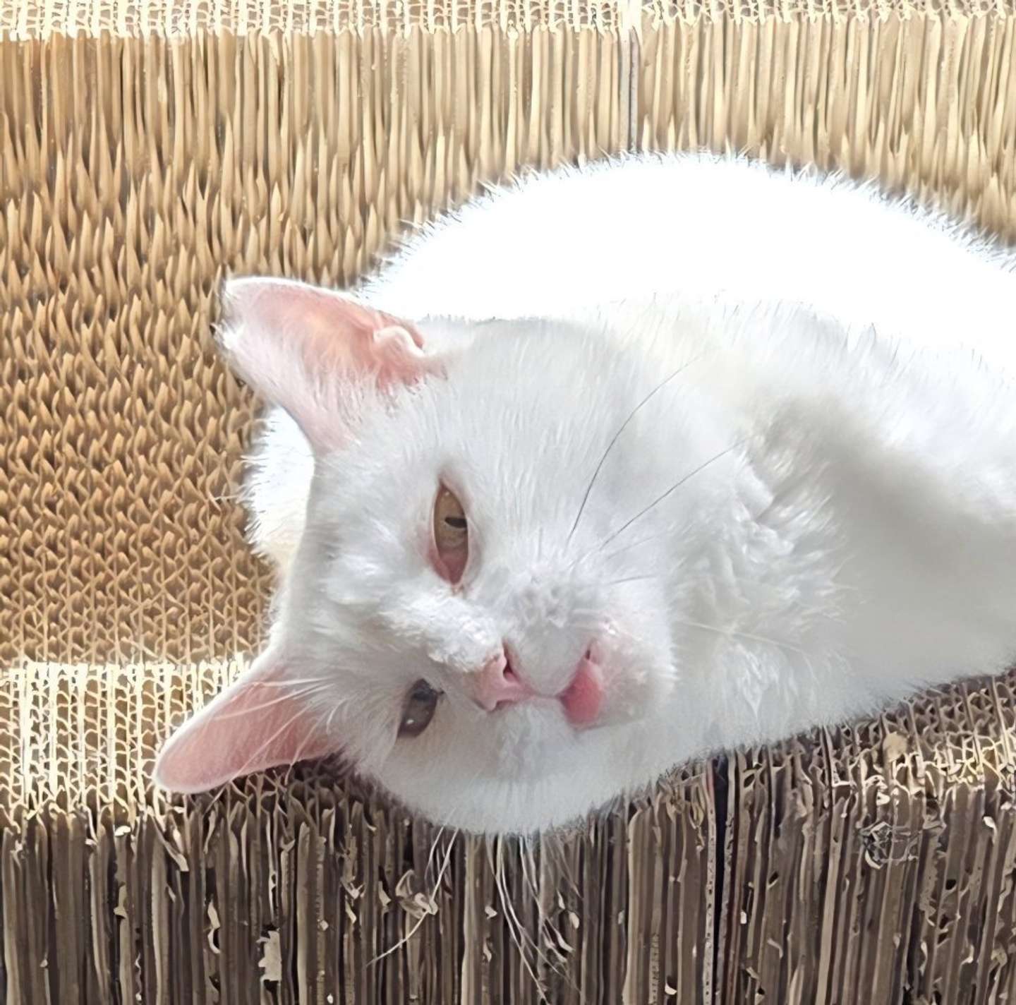 画像はちったん＠NYANMARUKEさんの投稿より