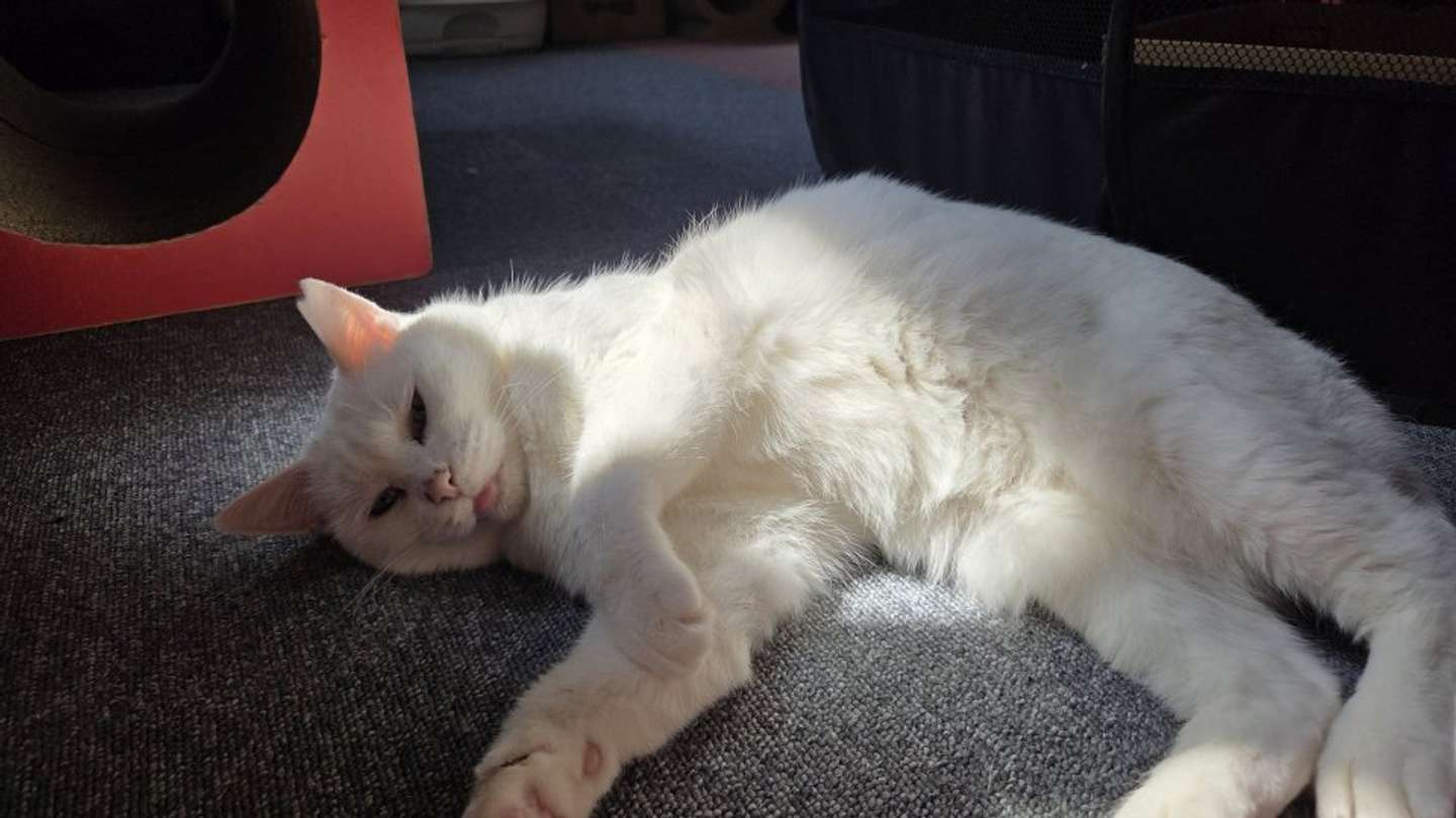 画像はちったん＠NYANMARUKEさんの投稿より