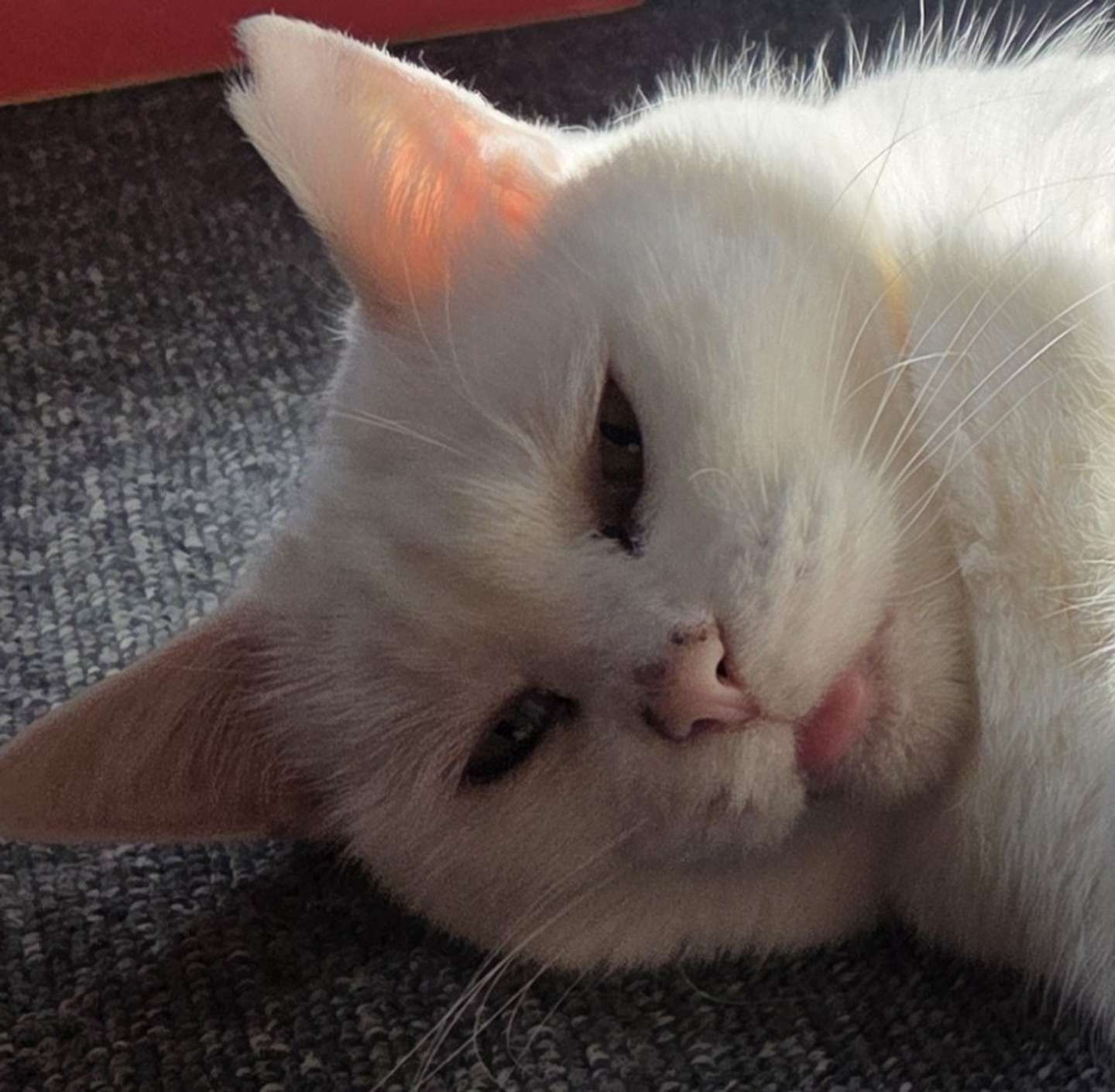 画像はちったん＠NYANMARUKEさんの投稿より