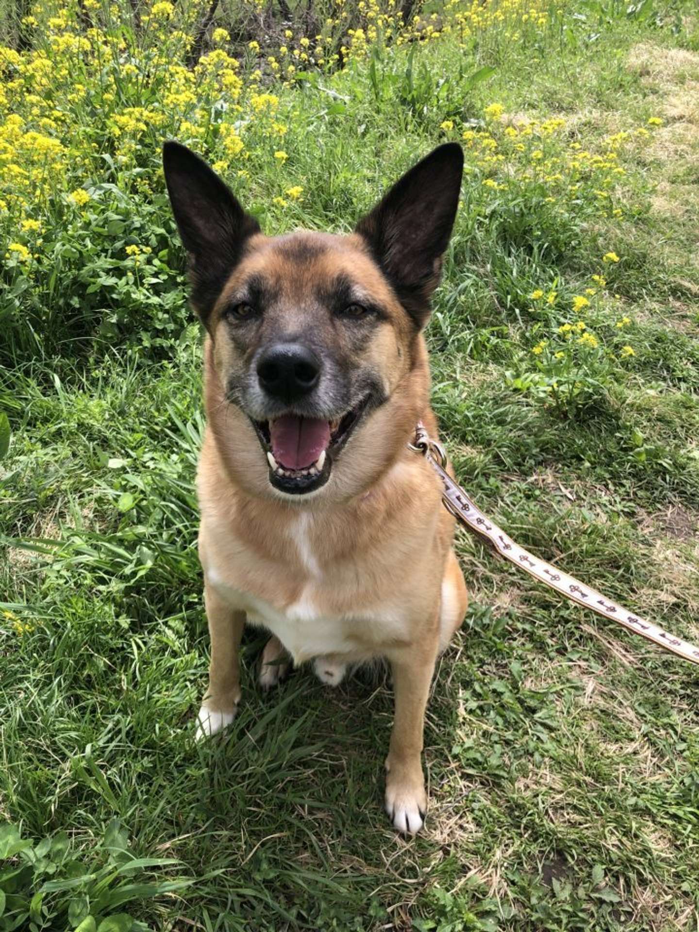 愛犬のスパイクさん（画像はわんぱくスパイク＠spikeup_memoryさんの投稿より）