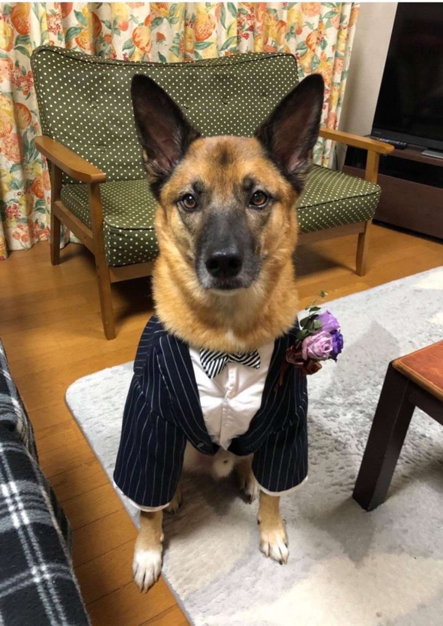 これからパーティーかな？（画像はわんぱくスパイク＠spikeup_memoryさんの投稿より）