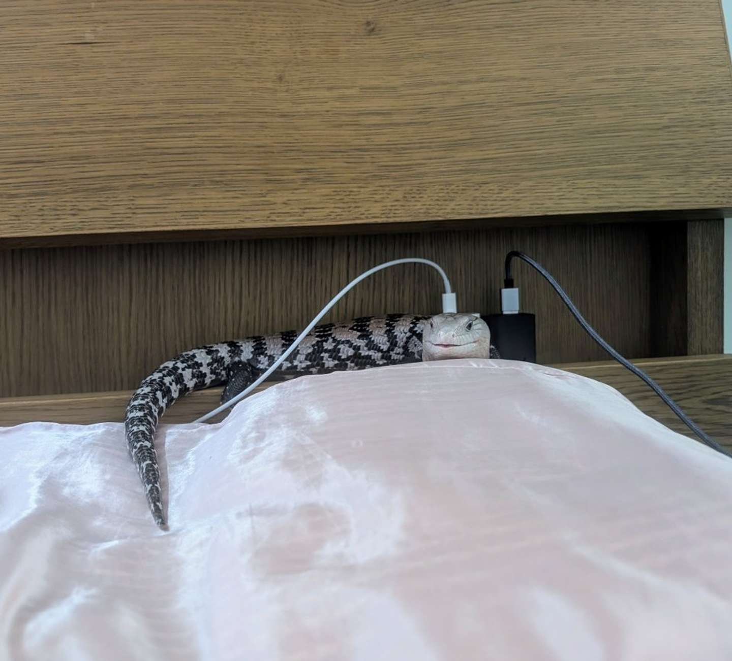 おや？（画像はむぎちゃ（＠mayusukomugicha）さん提供）