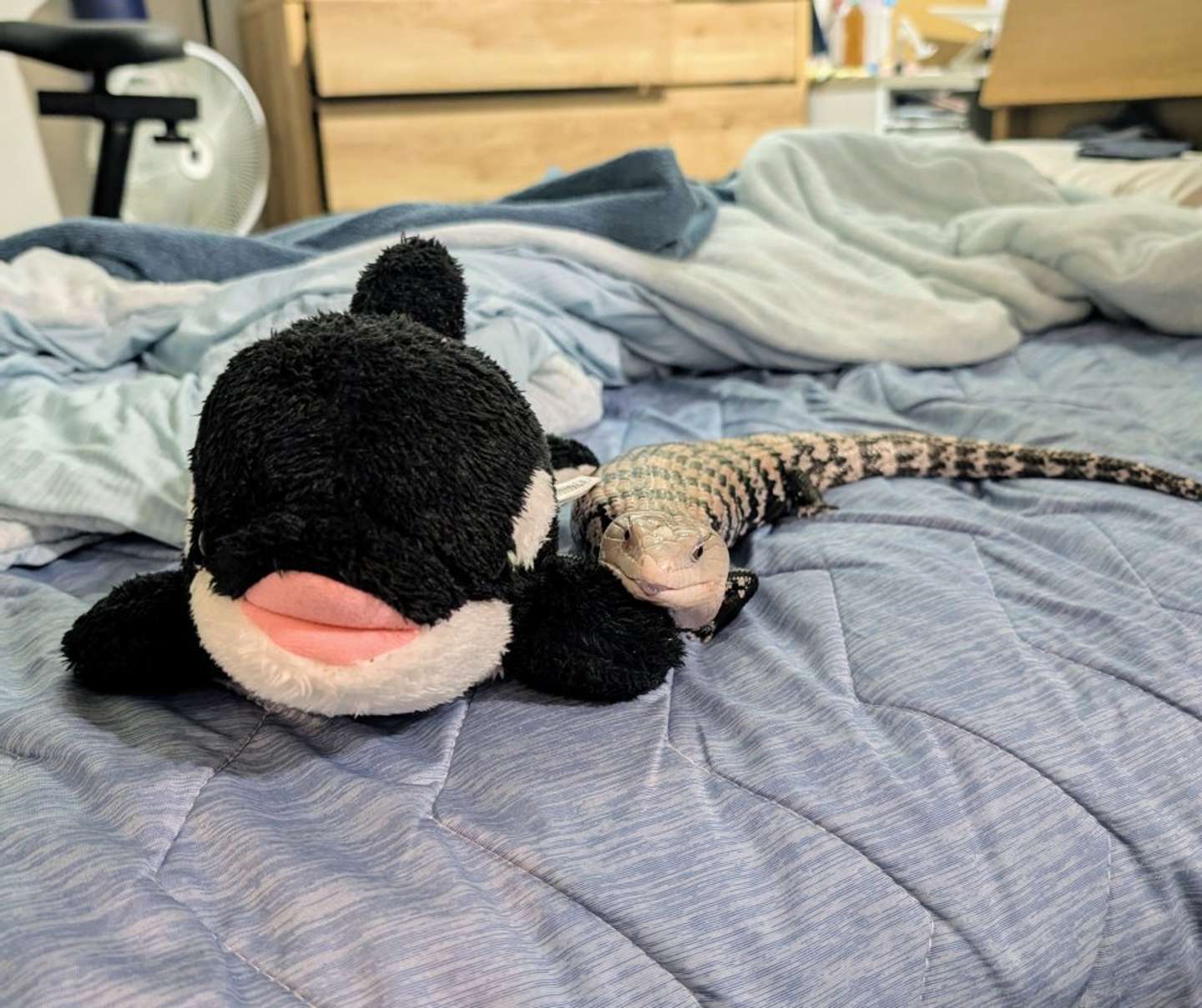 シャチのぬいぐるみと仲良しのふんすさん（画像はむぎちゃ（＠mayusukomugicha）さん提供）