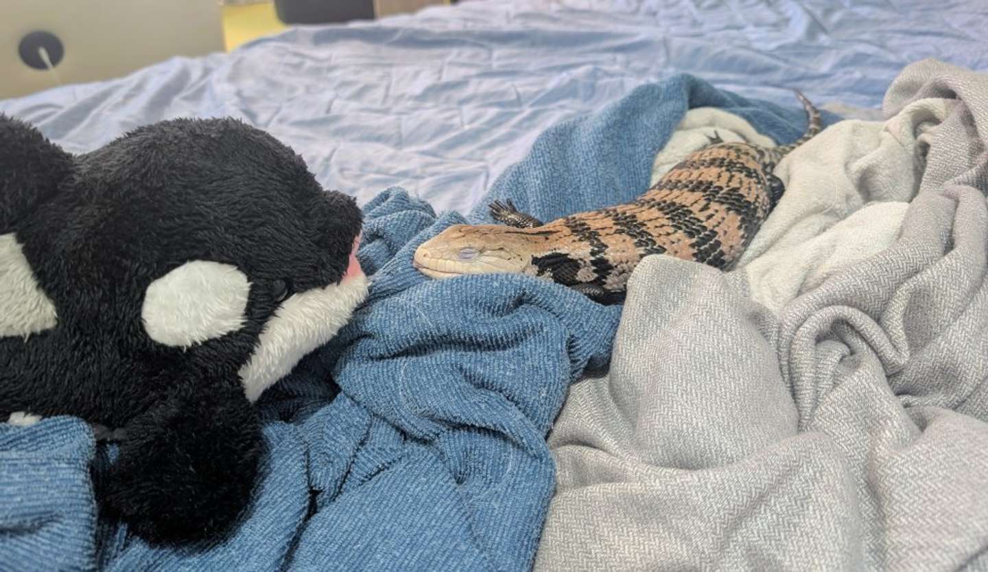 すやすやふんすさん（画像はむぎちゃ（＠mayusukomugicha）さん提供）